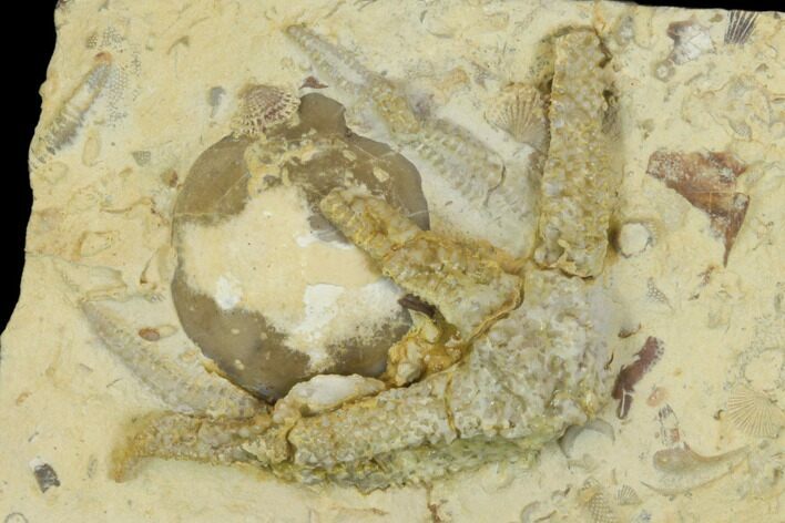 Partial Ordovician Starfish (Urasterella) Fossils - Oklahoma #145036